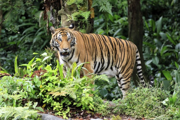 Malaysia tiger (Panthera tigris jacksoni), adult, alert, Malaysia, Southeast Asia