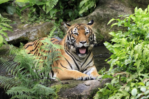 Malaysia tiger (Panthera tigris jacksoni), adult, portrait, sitting, alert, Malaysia, Southeast Asia