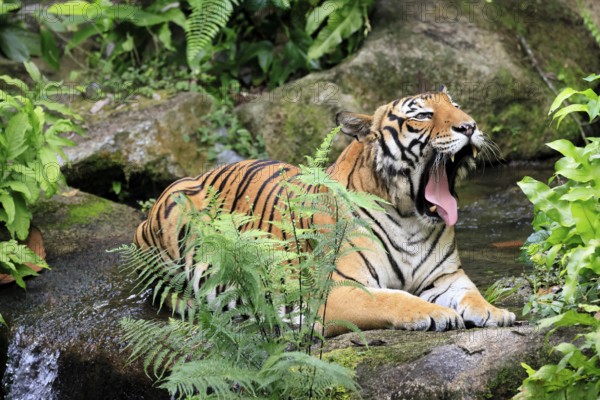 Malaysia tiger (Panthera tigris jacksoni), adult, portrait, sitting, yawning, Malaysia, Southeast Asia