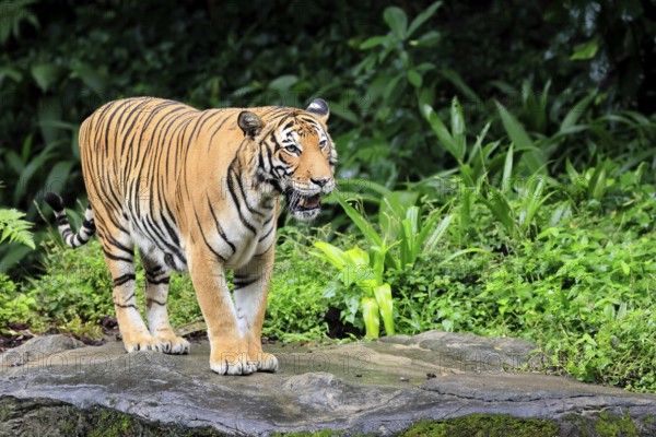 Malaysia tiger (Panthera tigris jacksoni), adult, alert, Malaysia, Southeast Asia