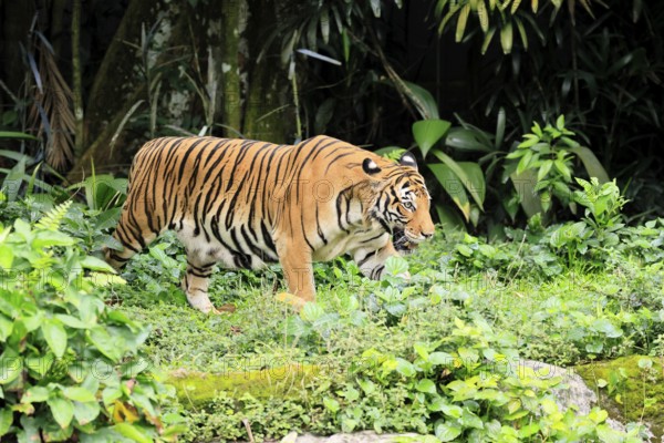 Malaysia tiger (Panthera tigris jacksoni), adult, running, stalking, vigilant, Malaysia, Southeast Asia