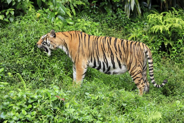 Malaysia tiger (Panthera tigris jacksoni), adult, feeding, grass, Malaysia, Southeast Asia