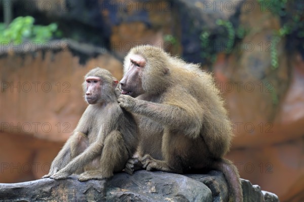 Mantled baboon (Papio hamadryas), two animals, grooming, sitting, on rocks, social behaviour