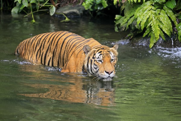 Malaysia tiger (Panthera tigris jacksoni), adult, in water, alert, Malaysia, Southeast Asia