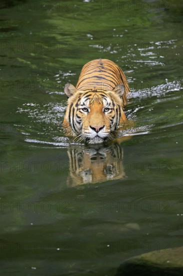 Malaysia tiger (Panthera tigris jacksoni), adult, in water, swimming, Malaysia, Southeast Asia