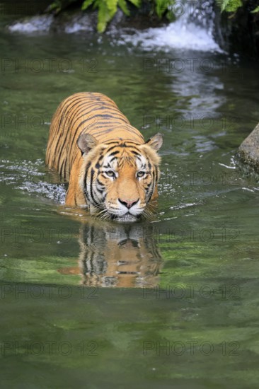 Malaysia tiger (Panthera tigris jacksoni), adult, in water, alert, Malaysia, Southeast Asia