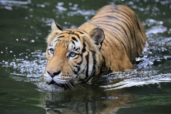 Malaysia tiger (Panthera tigris jacksoni), adult, in water, alert, Malaysia, Southeast Asia