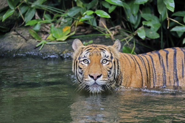 Malaysia tiger (Panthera tigris jacksoni), adult, in water, alert, portrait, Malaysia, Southeast Asia