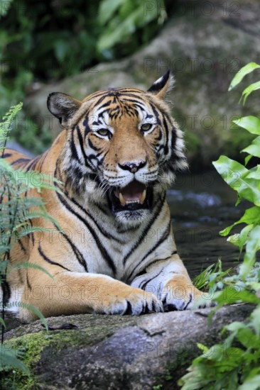 Malaysia tiger (Panthera tigris jacksoni), adult, portrait, rock, vigilant, Malaysia, Southeast Asia