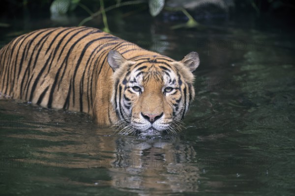 Malaysia tiger (Panthera tigris jacksoni), adult, in water, alert, Malaysia, Southeast Asia