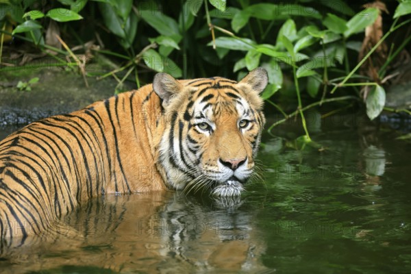 Malaysia tiger (Panthera tigris jacksoni), adult, portrait, in water, alert, Malaysia, Southeast Asia