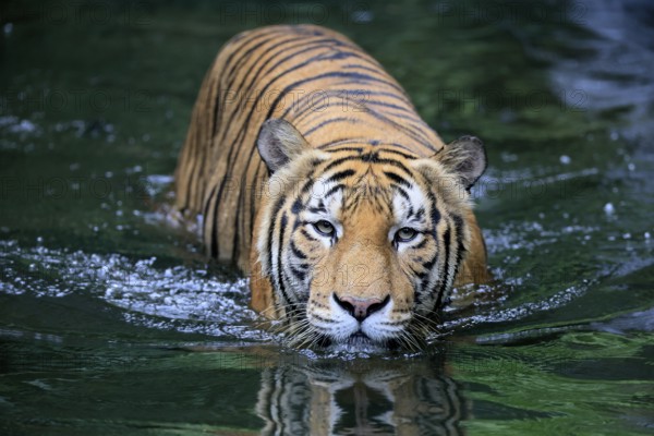 Malaysia tiger (Panthera tigris jacksoni), adult, in water, alert, Malaysia, Southeast Asia