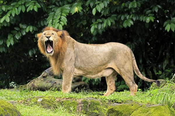 Lion (Panthera leo), adult, male, yawning