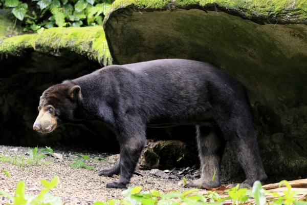 Malayan bear (Helarctos malayanus), adult, alert