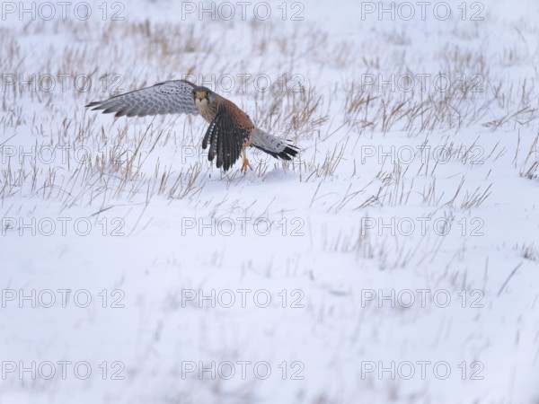 Male Common Kestrel (Falco tinnunculus) hunting in the snow, Berlin, Germany