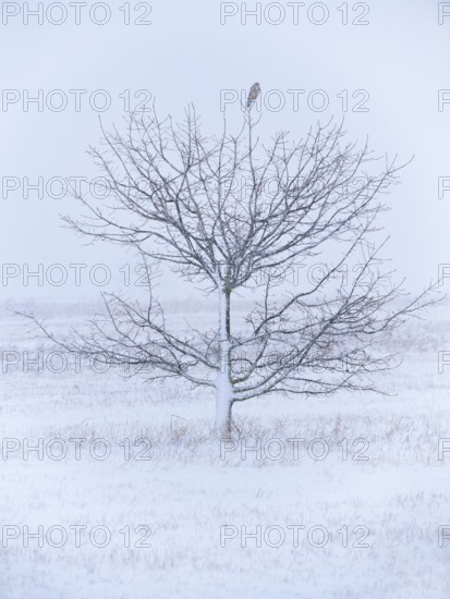 Kestrel (Falco tinnunculus) on tree during snowfall, Berlin Germany
