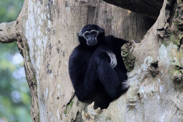 Crested gibbon (Hylobates pileatus), adult, male, sitting on tree, relaxed, Cambodia, Southeast Asia