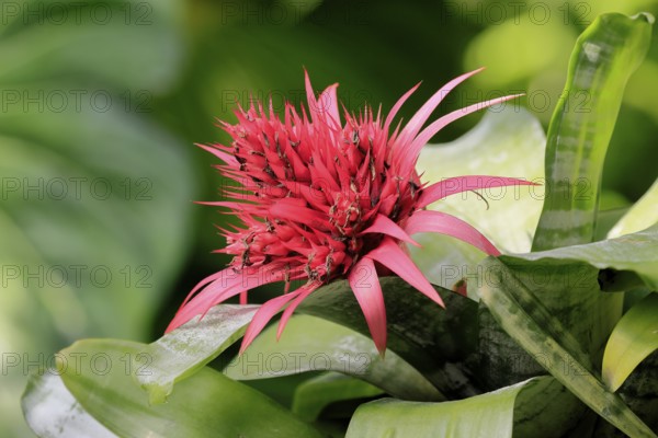 Lance rosette, (Aechmea fasciata), flower, flowering, Singapore, Southeast Asia, heliconia