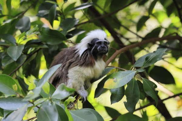 Liszt monkey (Saguinus oedipus), adult, in tree, alert, Colombia, South America