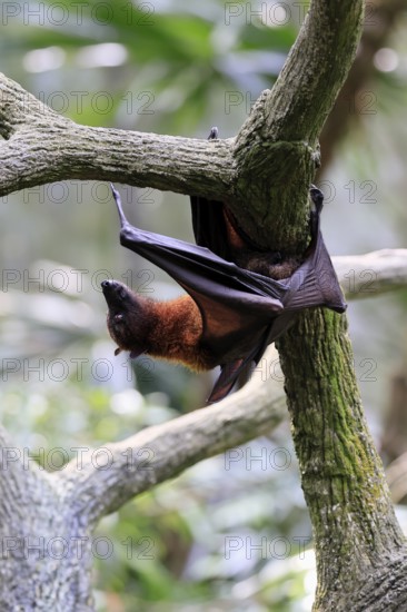 Kalong flying fox (Pteropus vampyrus), adult, climbing, in sleeping tree, during the day, Singapore, Southeast Asia