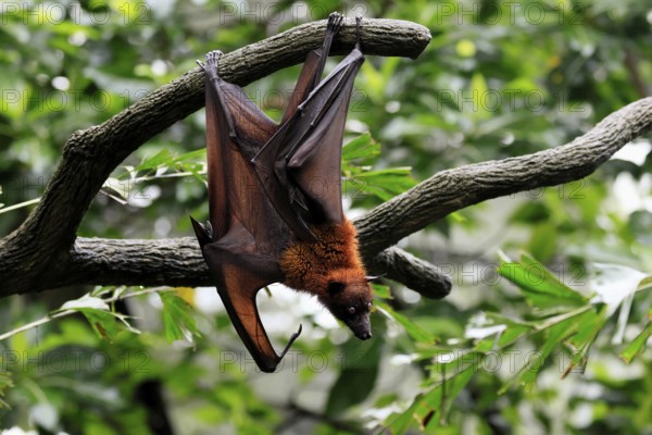 Kalong flying fox (Pteropus vampyrus), adult, in sleeping tree, during the day, alert, Singapore, Southeast Asia