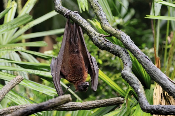 Kalong flying fox (Pteropus vampyrus), adult, resting, in sleeping tree, during the day, Singapore, Southeast Asia
