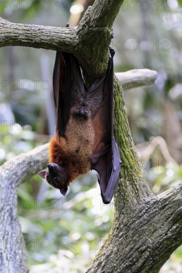Kalong flying fox (Pteropus vampyrus), adult, male, resting, in sleeping tree, during the day, Singapore, Southeast Asia
