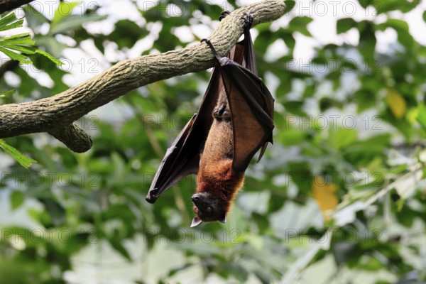 Kalong flying fox (Pteropus vampyrus), adult, male, resting, in sleeping tree, during the day, Singapore, Southeast Asia