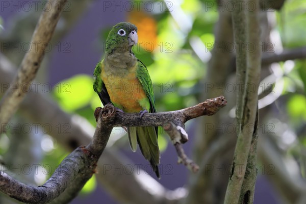 Cactus parakeet (Eupsittula cactorum), adult, on tree, alert, Brazil, South America