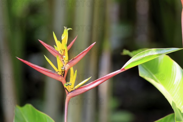 Heliconia mathiasiae, flower, blooming, Costa Rica, South America