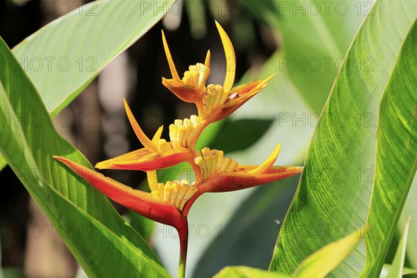 Heliconia psittacorum, lobster shear heliconia, flower, blooming, South America