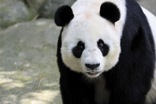 Giant Panda (Ailuropoda melanoleuca), adult, portrait, China