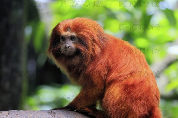 Golden lion tamarin (Leontopithecus rosalia), adult, on tree, alert, Brazil, South America