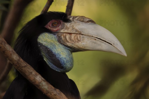 Furze Hornbill (Rhyticeros undulatus), adult, female, portrait, alert, Southeast Asia, Singapore