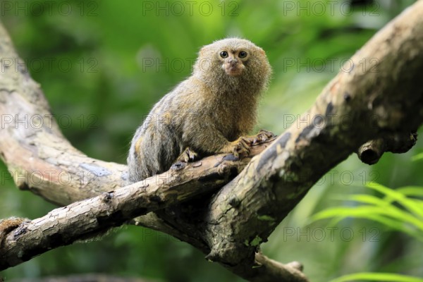 Yellow-bellied marmoset (Cebuella pygmaea), adult, on tree, alert, Amazonas, rainforest, South America