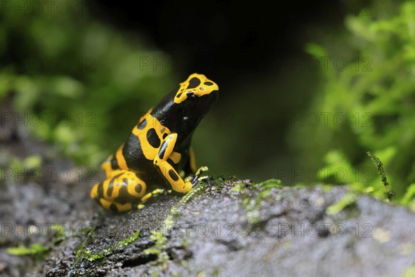 Yellow-banded poison dart frog (Dendrobates leucomelas), adult, on leaf, on land, South America, captive