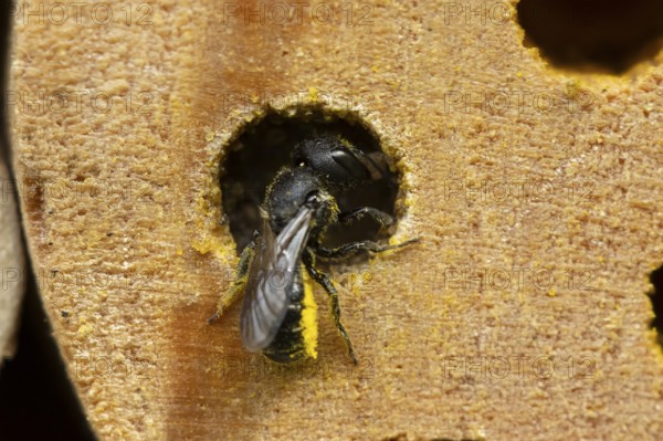 Orange vented mason bee (Osmia leaiana) adult insect at a bee hotel box in summer, England, United Kingdom
