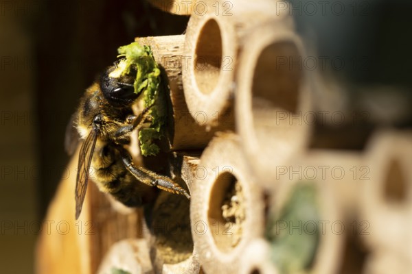 Leaf cutter bee (Megachile centuncularis) adult insect returning to a bee hotel box with leaves in summer, England, United Kingdom
