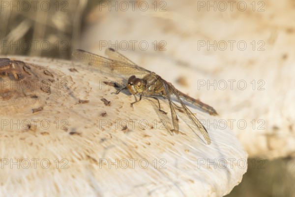 Common darter dragonfly (Sympetrum striolatum) adult insect on a Parasol mushroom in autumn, England, United Kingdom