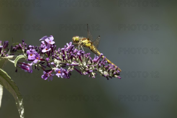 Common darter dragonfly (Sympetrum striolatum) adult insect on a garden purple Buddleia flower in summer, England, United Kingdom