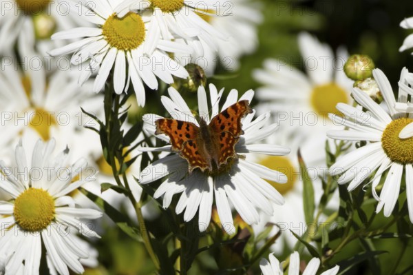 Comma butterfly (Polygonia c-album) adult insect feeding on a garden daisy flowers in summer, England, United Kingdom