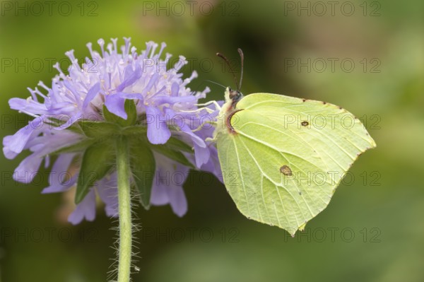 Brimstone butterfly (Gonepteryx rhamni) adult male insect feeding on a Field scabious flower in summer, England, United Kingdom