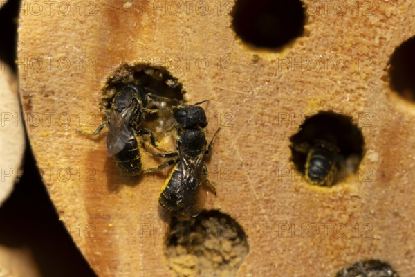Orange vented mason bee (Osmia leaiana) two adult insects at a bee hotel box in summer, England, United Kingdom
