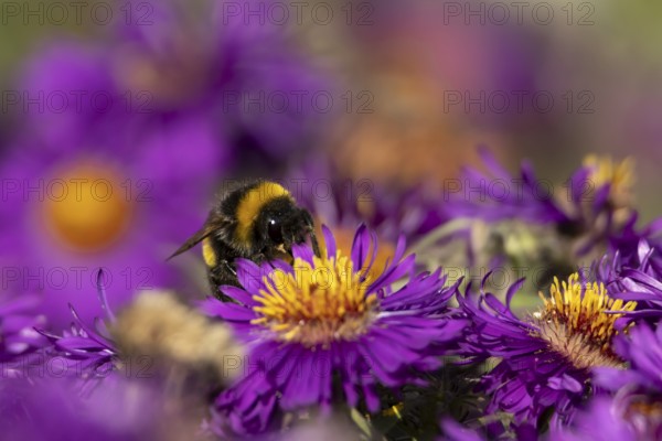 Garden bumblebee (Bombus hortorum) adult bee insect feeding on purple garden Aster plant flower in summer, England, United Kingdom