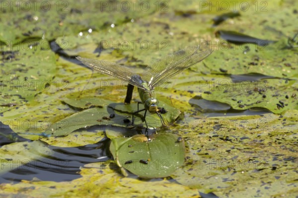 Emperor dragonfly (Anax imperator) adult female insect egg laying or ovipositioning on the water surface of a pond in summer, England, United Kingdom