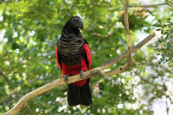 Bristle-headed Parrot (Psittrichas fulgidus), adult, on tree, alert, New Guinea, captive, Singapore