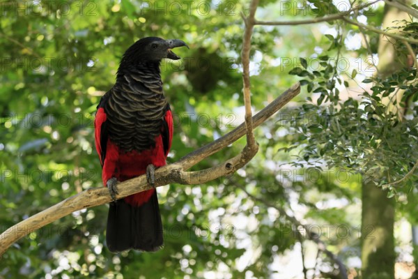 Bristle-headed Parrot (Psittrichas fulgidus), adult, on tree, calling, New Guinea, captive, Singapore