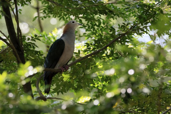 Bronze Fruit Dove (Ducula aenea), adult, on tree, alert, Singapore, Southeast Asia