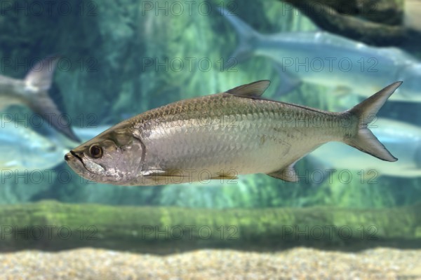 Atlantic tarpon (Megalops atlanticus), adult, in water, swimming, Atlantic Ocean, Singapore, captive