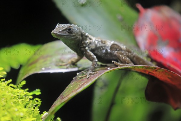 Graham's Anolis (Anolis grahami), Jamaican turquoise anole, adult, on leaf, Jamaica, Caribbean, captive, Singapore